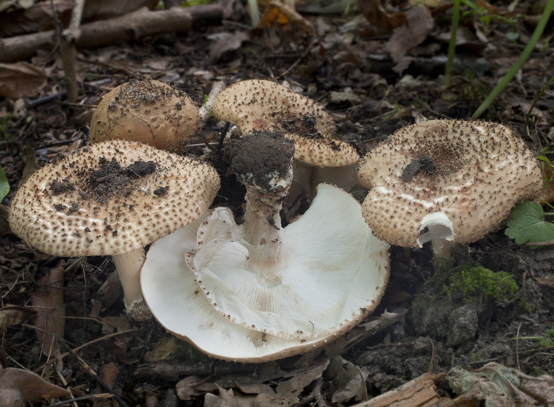 Lepiota aspera